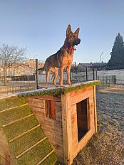 Donne malinois x berger allemand x beauceron femelle stérilisée 2 ans - Sarthe