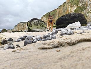 Donne malinois x berger allemand x beauceron femelle stérilisée 2 ans - Sarthe - Photo 2