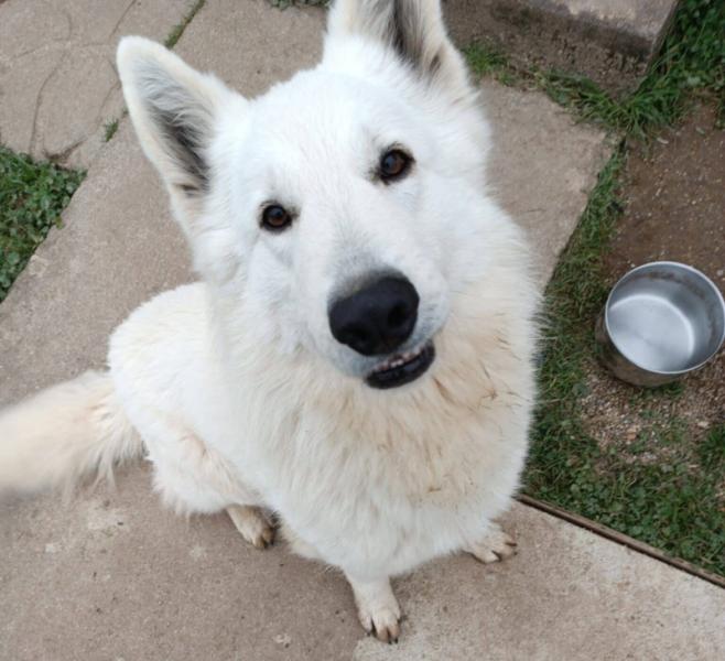 Donne Uska berger blanc suisse mâle 2 ans - Allier