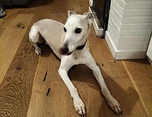 Donne whippet mâle adulte - Seine Maritime