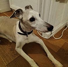 Donne whippet mâle adulte - Seine Maritime - Photo 2