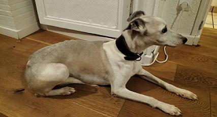Donne whippet mâle adulte - Seine Maritime - Photo 3