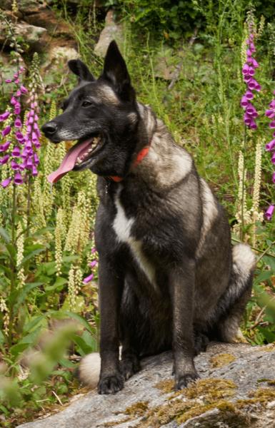 Donne chienne croisée Malinois 6 ans - Morbihan