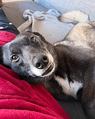 Donne chienne croisée Malinois 6 ans - Morbihan - Photo 2