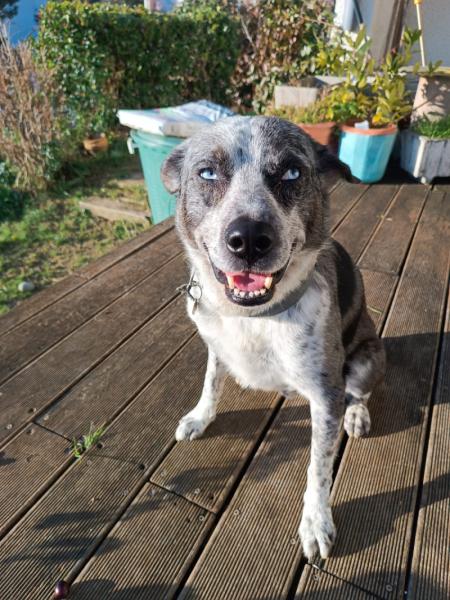 Donne Border Collie 6 ans - Haute Garonne