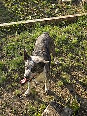 Donne Border Collie 6 ans - Haute Garonne - Photo 2