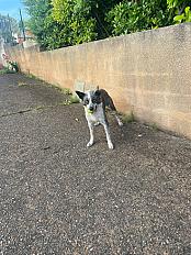 Donne Border Collie 6 ans - Haute Garonne - Photo 3