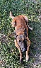 Donne chien malinois 4 ans - Gard