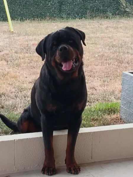 Donne Mâle Rottweiler LOF 6 ans - Tarn - Chien a donner a Albine