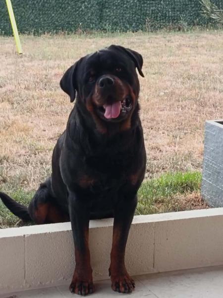 Donne Mâle Rottweiler LOF 6 ans - Tarn