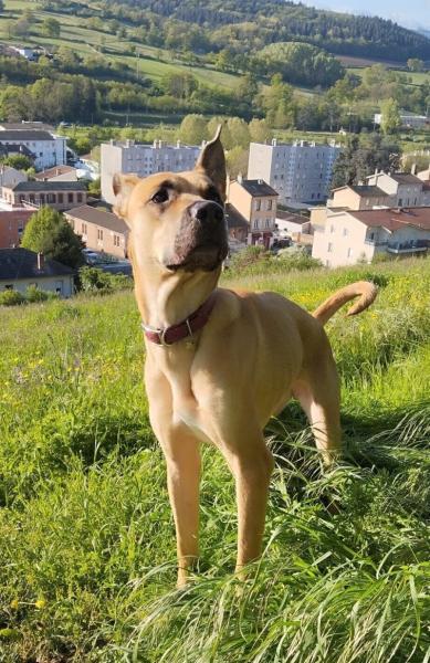 Donne chienne croisée labrador x dogue des canaries 5 ans - Rhône