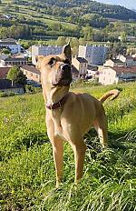 Donne chienne croisée labrador x dogue des canaries 5 ans - Rhône