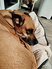 Donne chienne croisée labrador x dogue des canaries 5 ans - Rhône - Photo 2