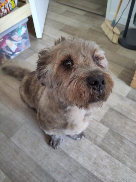 Donne Appa croisé Griffon 12 ans - Haute Garonne