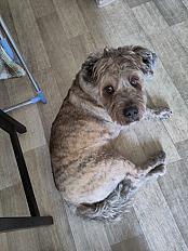 Donne Appa croisé Griffon 12 ans - Haute Garonne - Photo 2