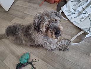 Donne Appa croisé Griffon 12 ans - Haute Garonne - Photo 3