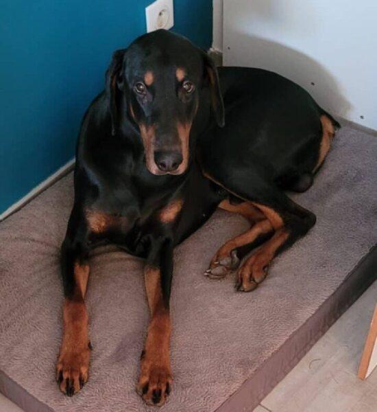 Donne doberman noir et feu mâle 2 ans - Vendée