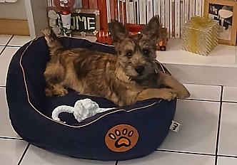 Donne chiot Cairn Terrier 3 mois et demi mâle - Pas de Calais