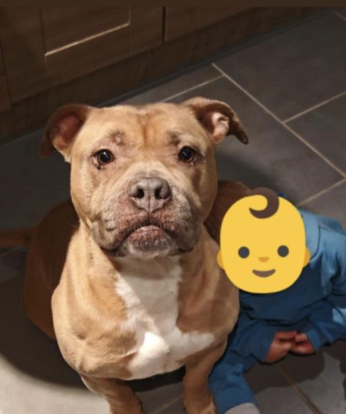Donne american bully pure race femelle 7 ans - Pas de Calais