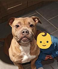 Donne american bully pure race femelle 7 ans - Pas de Calais
