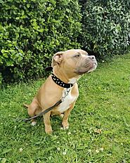 Donne american bully pure race femelle 7 ans - Pas de Calais - Photo 2