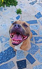 Donne american bully pure race femelle 7 ans - Pas de Calais - Photo 3
