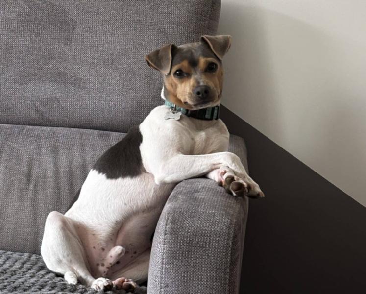 Donne Terrier Brésilien mâle 1 an - Meurthe et Moselle