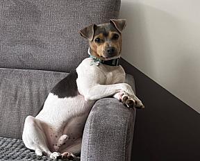 Donne Terrier Brésilien mâle 1 an - Meurthe et Moselle