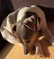 Donne Terrier Brésilien mâle 1 an - Meurthe et Moselle - Photo 2