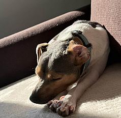 Donne Terrier Brésilien mâle 1 an - Meurthe et Moselle - Photo 3