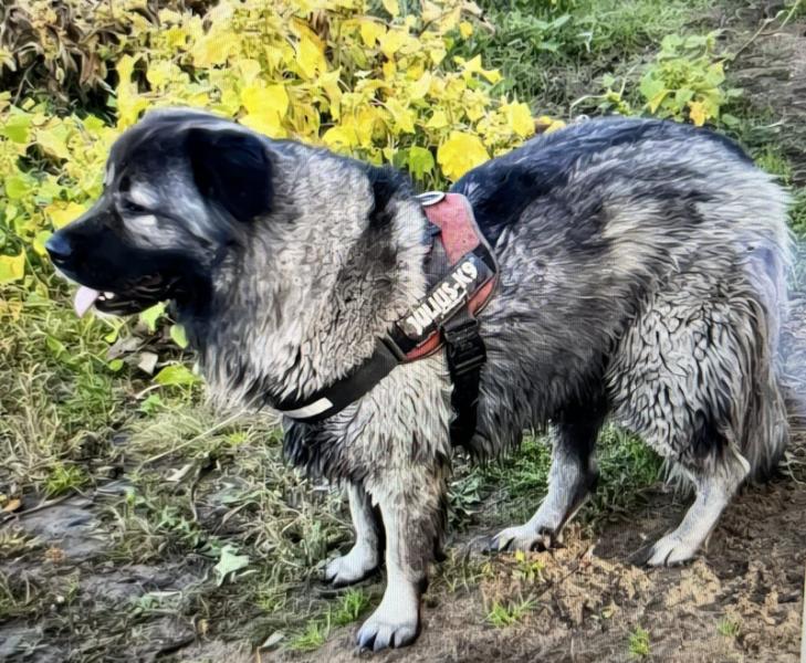 Donne Berger du Caucase mâle 4 ans - Indre et Loire