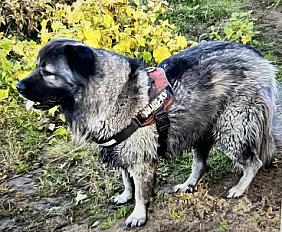 Donne Berger du Caucase mâle 4 ans - Indre et Loire