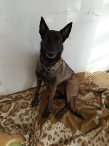 Donne malinoise 4 ans - Eure et Loir