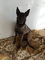 Donne malinoise 4 ans - Eure et Loir