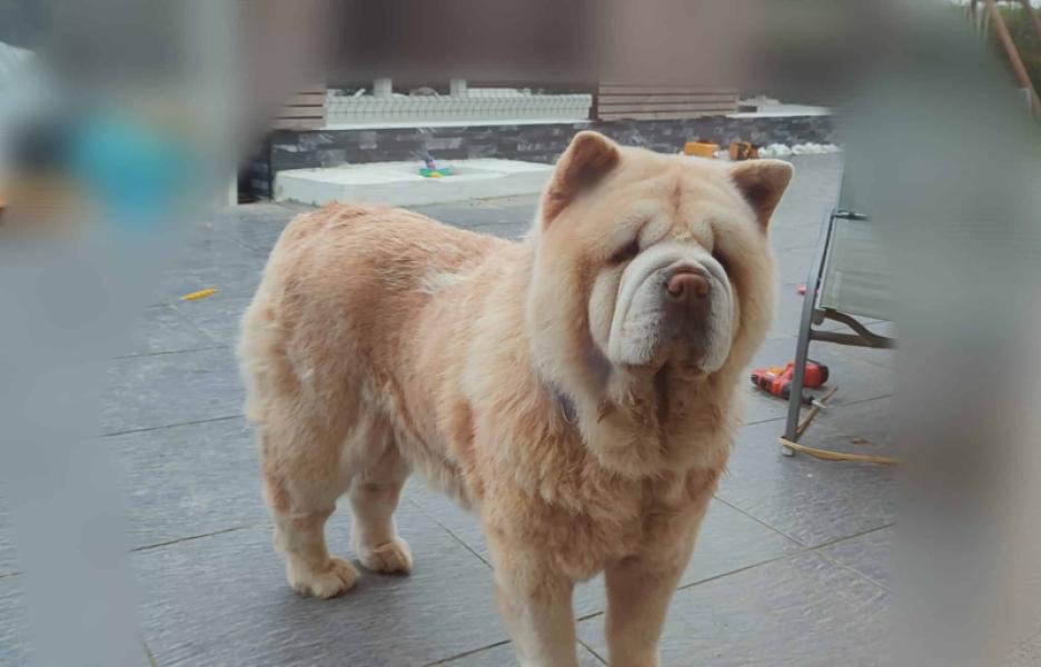 Donne Chow-chow femelle 9 ans - Manche