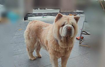 Donne Chow-chow femelle 9 ans - Manche