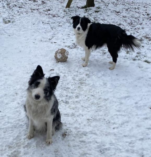 Donne 2 femelles Border Collie 4 ans - Haute Saône