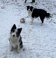 Donne 2 femelles Border Collie 4 ans - Haute Saône