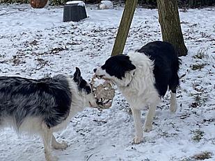 Donne 2 femelles Border Collie 4 ans - Haute Saône - Photo 2
