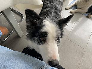 Donne 2 femelles Border Collie 4 ans - Haute Saône - Photo 3