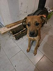 Donne chien Malinois x Beauceron 1 an - Hautes Alpes