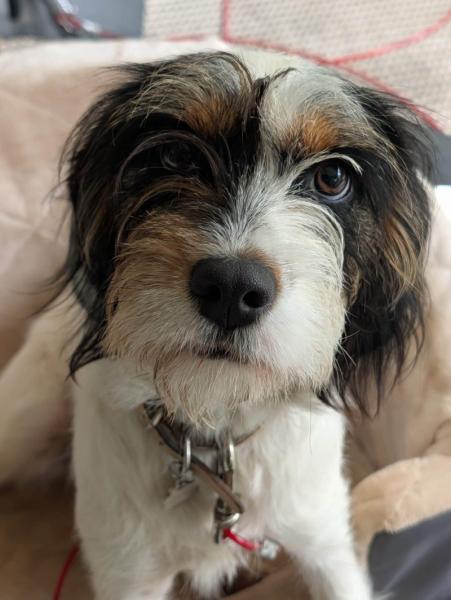Donne cavalier king charles x Fox x Beagle femelle 1 an - Ardèche