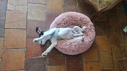 Donne cavalier king charles x Fox x Beagle femelle 1 an - Ardèche - Photo 2