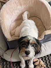 Donne cavalier king charles x Fox x Beagle femelle 1 an - Ardèche - Photo 3