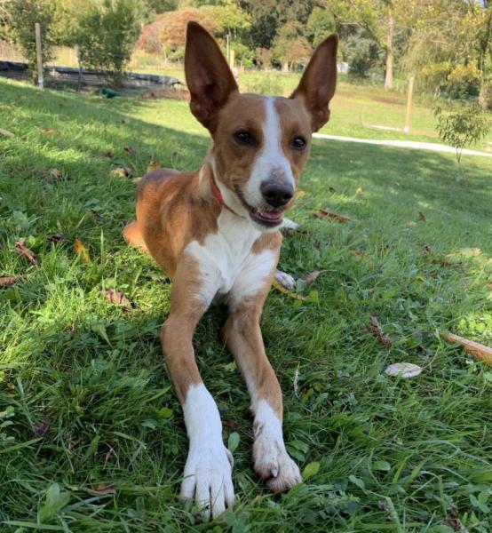 Donne Teck Podengo portugais mâle 3 ans - Isère