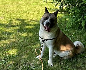 Donne Akita Américain mâle 5 ans - Vendée