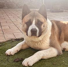 Donne Akita Américain mâle 5 ans - Vendée - Photo 2