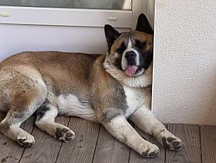 Donne Akita Américain mâle 5 ans - Vendée - Photo 3