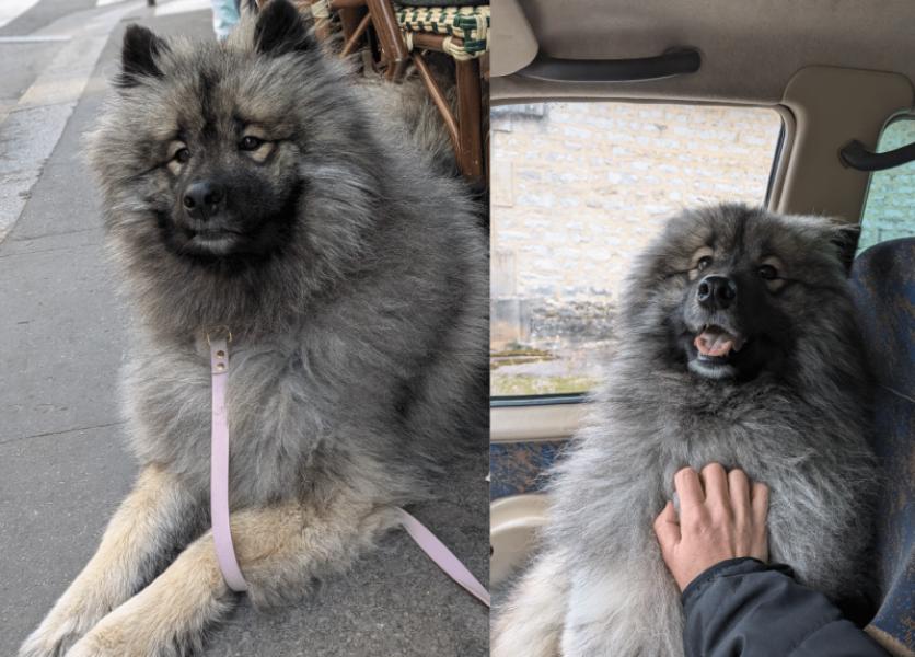 Donne samoyède croisé gentil et affectueux 2 ans - Rhône