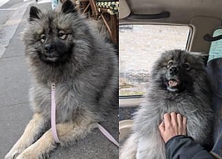 Donne samoyède croisé gentil et affectueux 2 ans - Rhône